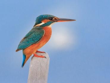 Kingfisher, Brahmaputra river