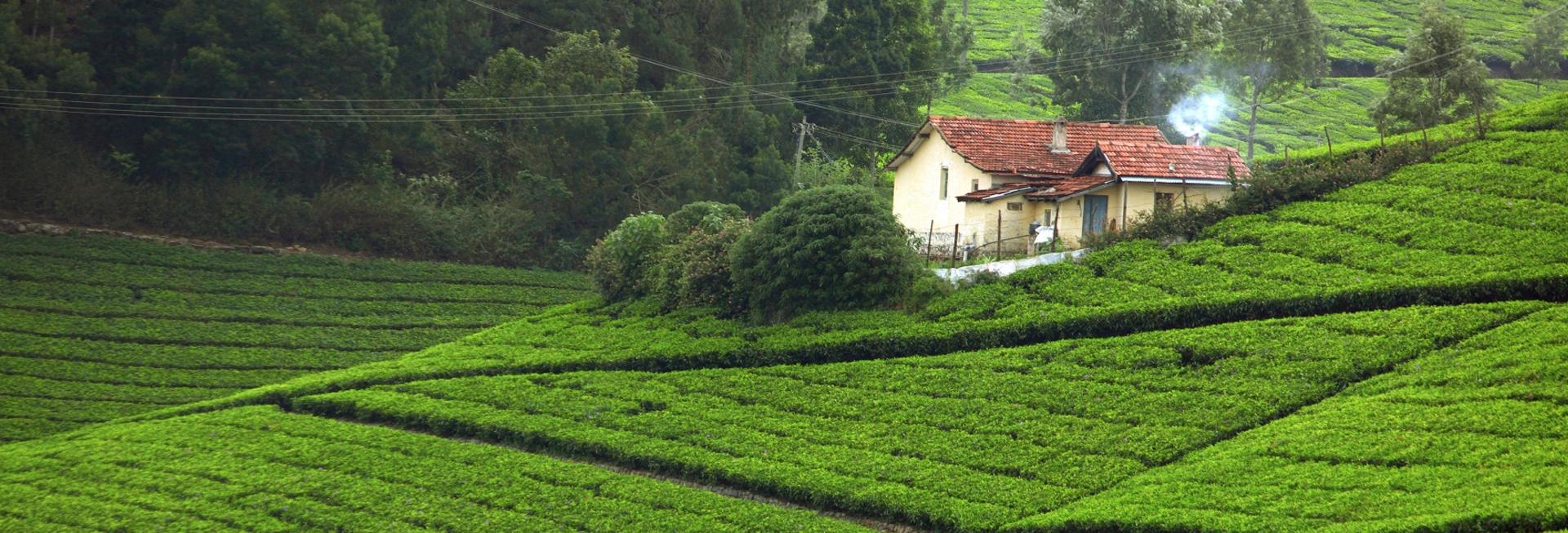 Tea Hills, Munnar, Kerala