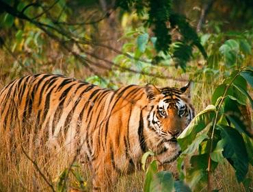 Tiger, Ranthambore National Park