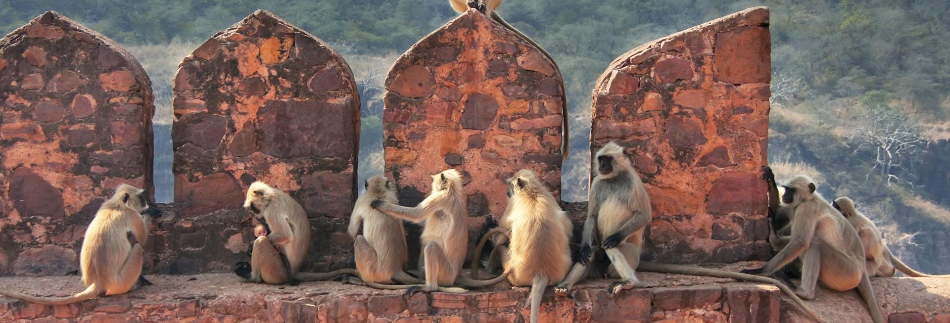 Langurs, Ranthambore National Park