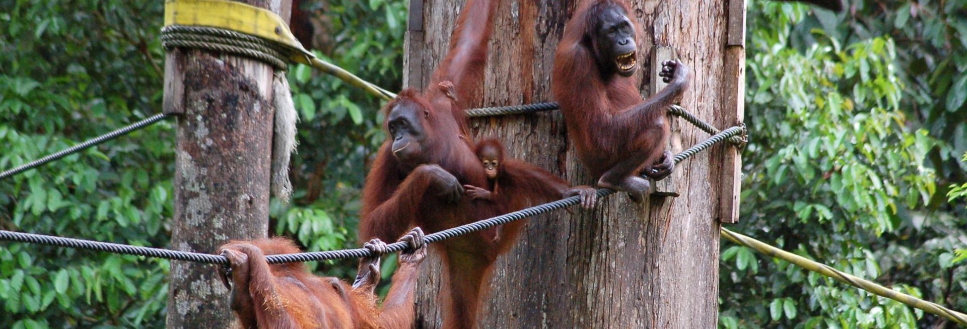 Orangutan family, Sepilok