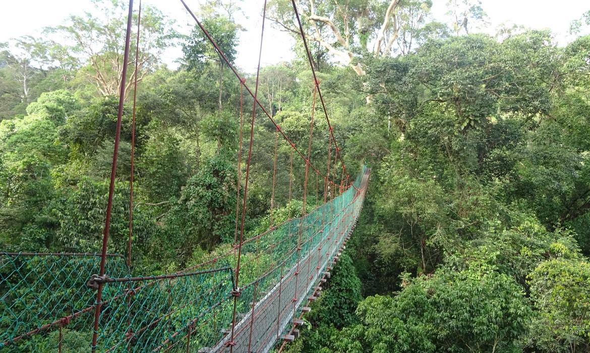 Canopy walkway, Danum Valley