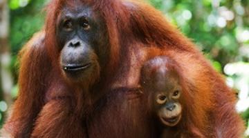 Orangutan, Sepilok, Sabah