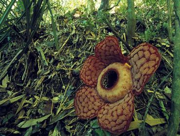 Rafflesia, Belum Temengor Rainforest Reserve