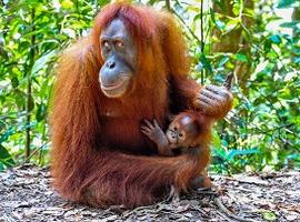 Orangutan, Bukit Lawang, Sumatra