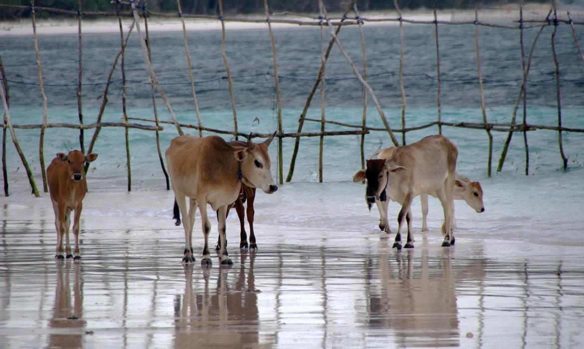 Cows on beach, Cape Bira
