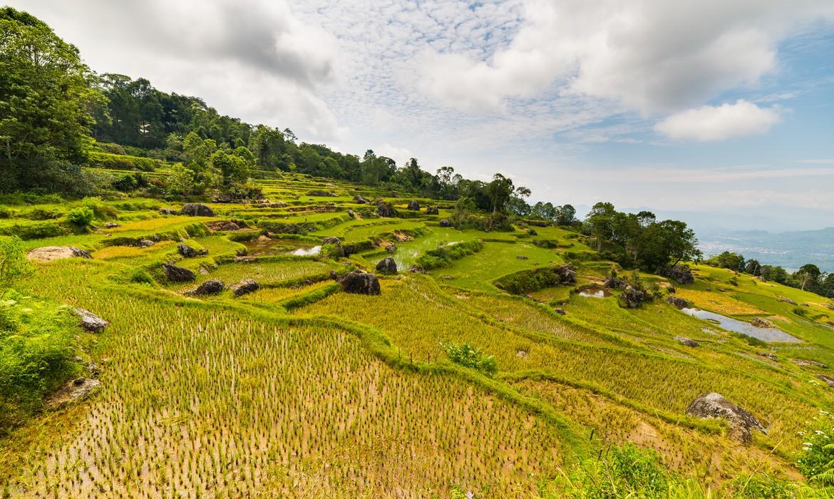 Landscape of rice fields, Rantepao
