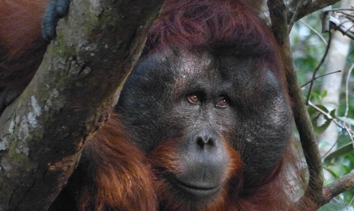 Orangutan, Tanjung Puting National Park