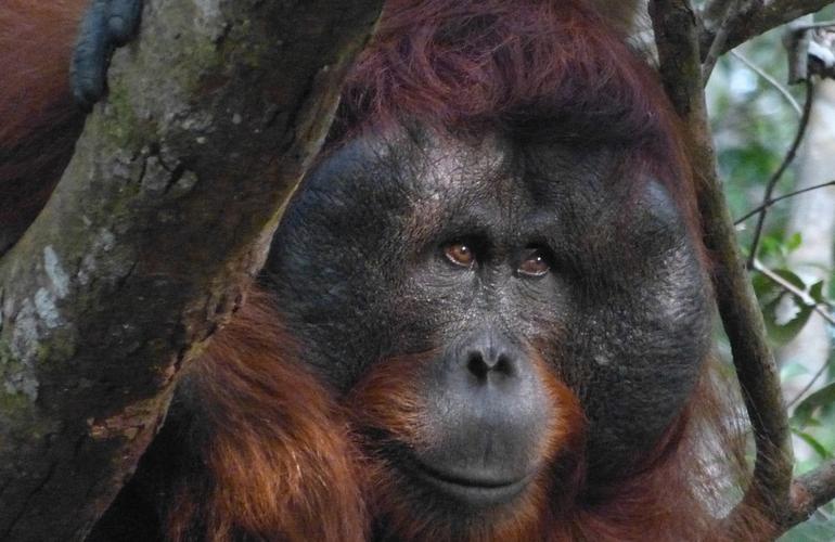 Orangutan, Tanjung Puting National Park