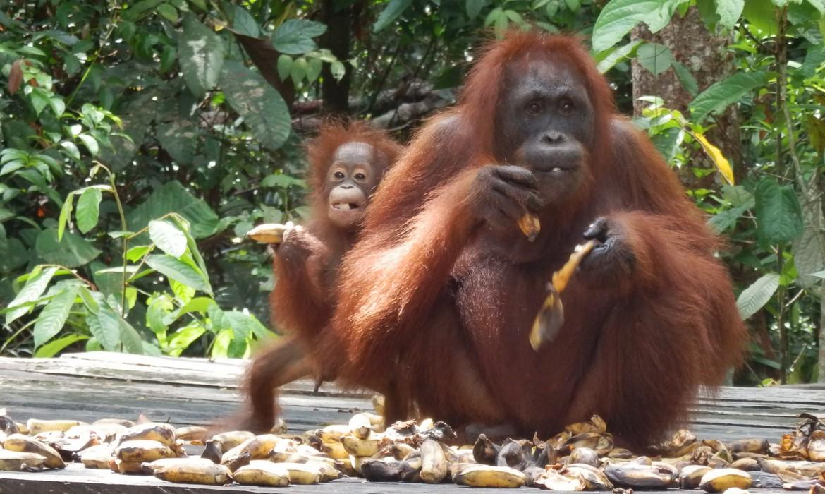 Orangutan feeding, Tanjung Puting National Park