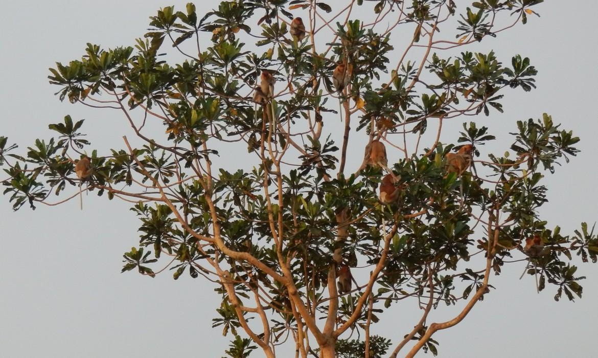 Proboscis monkeys, Tanjung Puting National Park