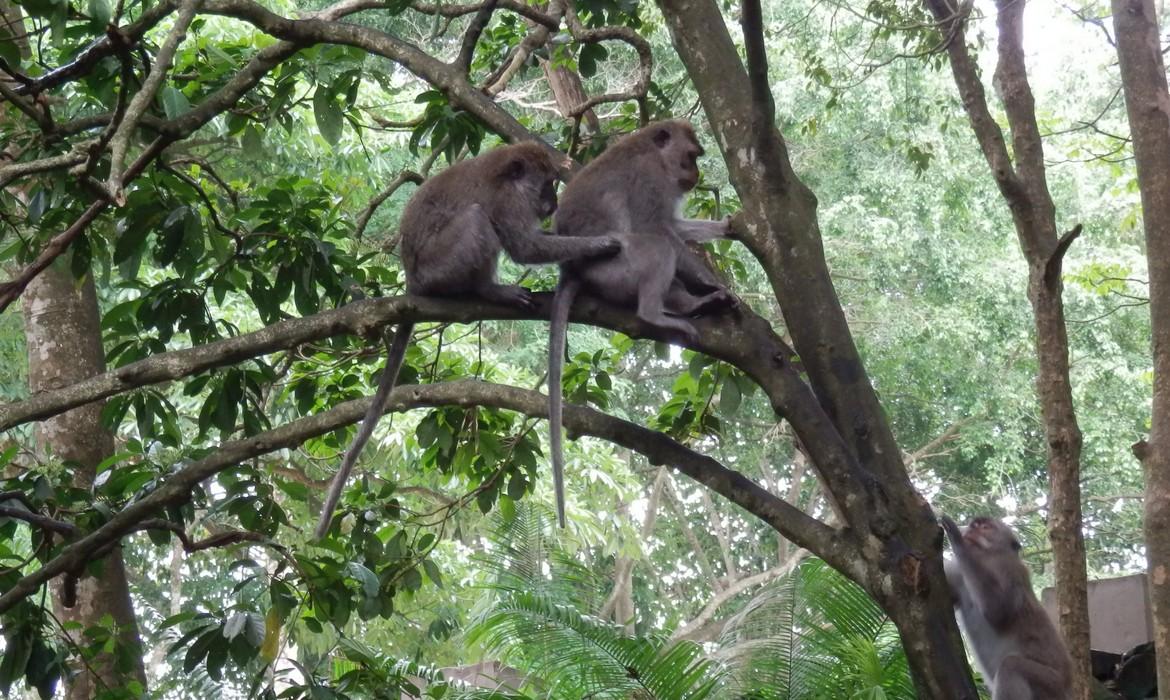 Macaques, Tanjung Puting National Park
