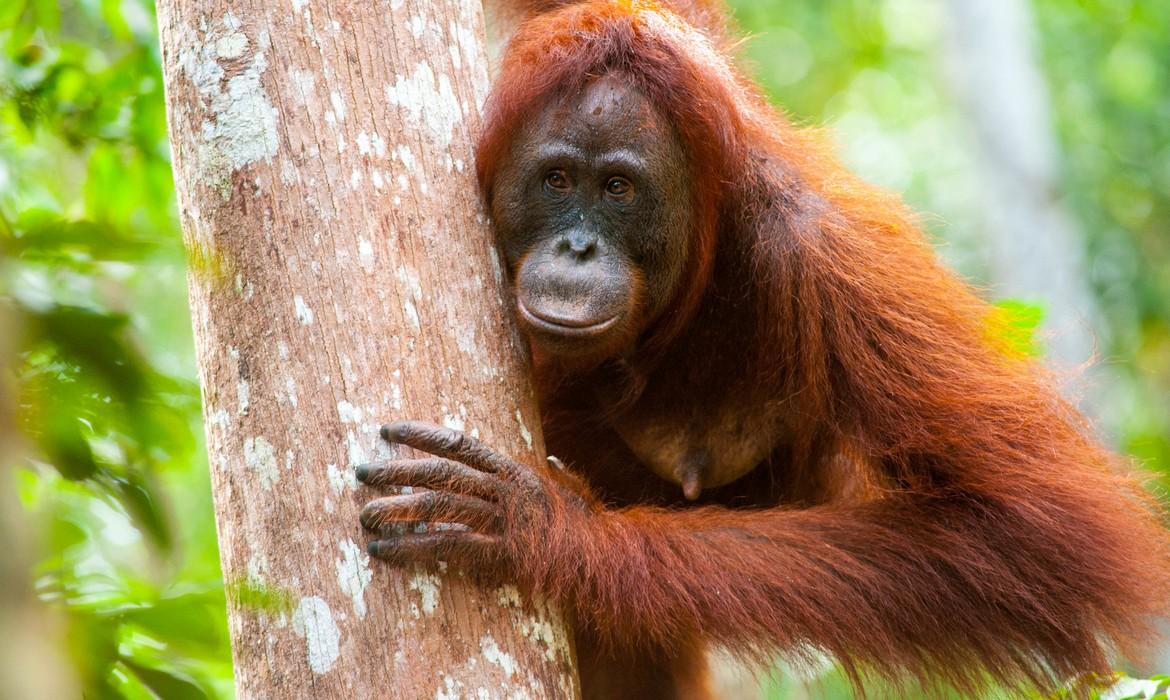 Orangutan, Tanjung Puting National Park