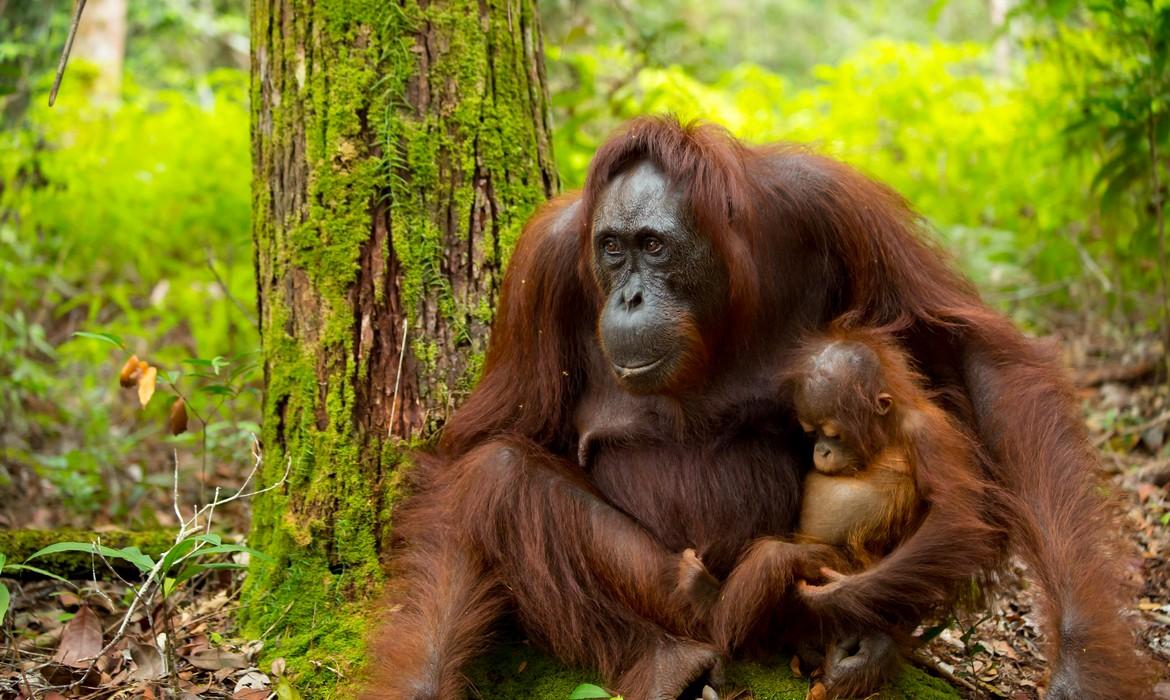 Wild orangutan & baby, Tanjung Puting National Park