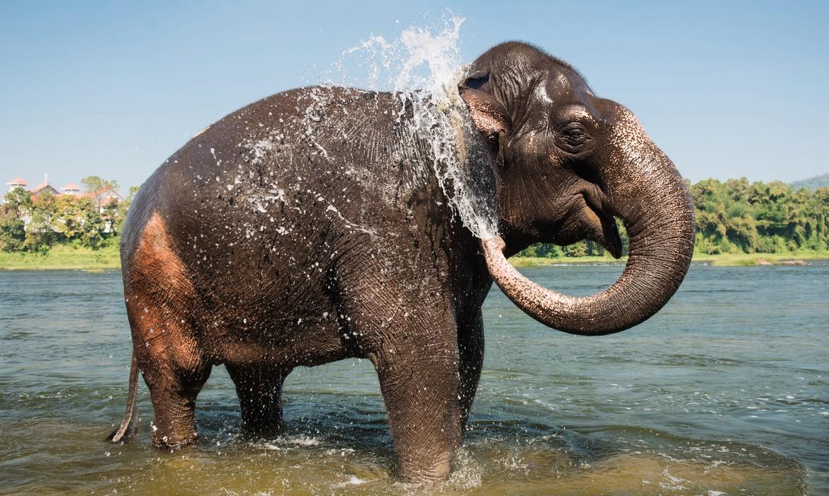 Elephant, Thekaddy