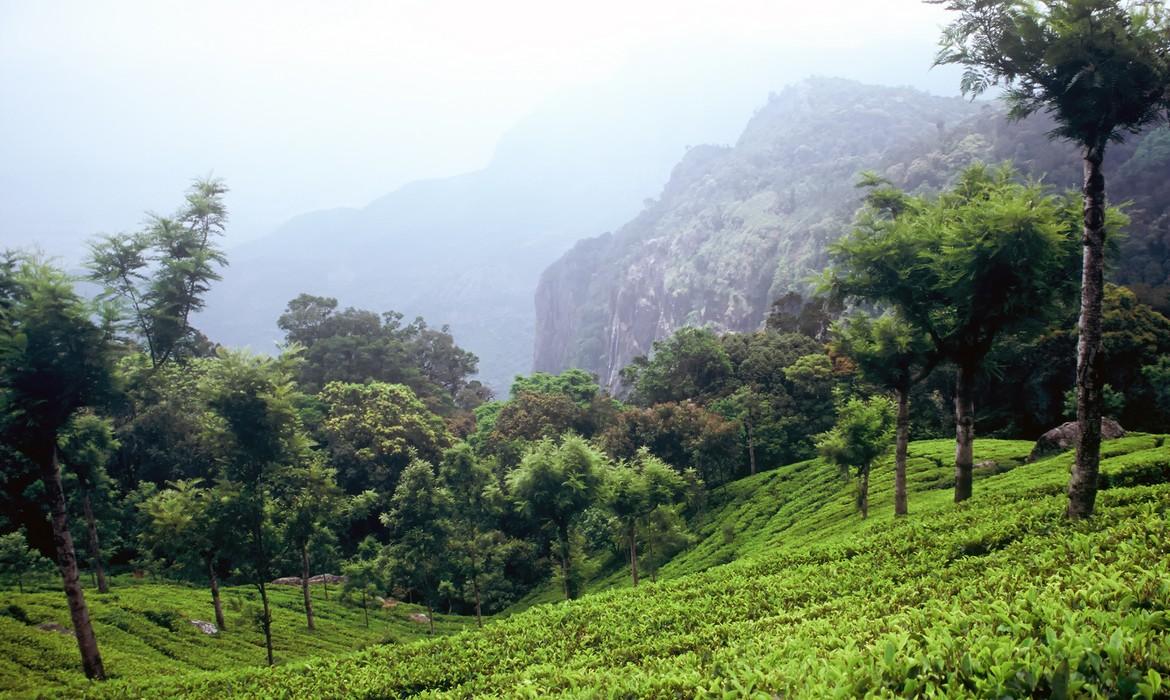 Tea plantation, Coonoor