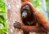 Orangutans at Tanjung Puting National Park