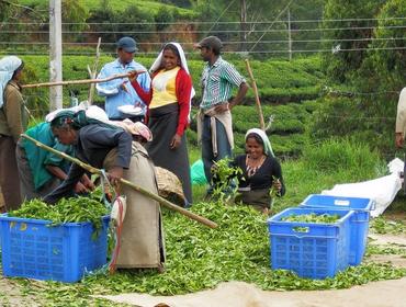 Tea picking, Nuwara Eliya