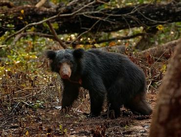 Wild Sloth Bear, Wilpattu National Park