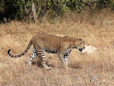 Leopard, Yala National Park