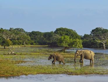 Elephants, Yala National Park