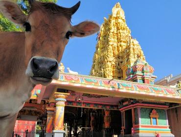 Cow at Hindu Temple, Jaffna