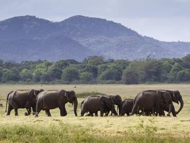 Elephants, Minneriya National Park