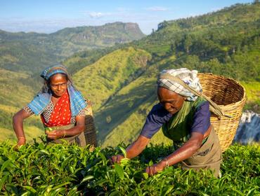 Tea picking