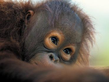 Semonggoh Orangutan Centre
