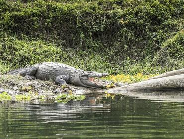Crocodile, Chitwan National Park