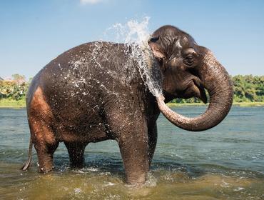 Elephant, Thekkady