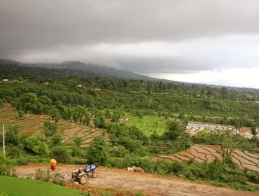 Rice fields in Kangra Valley, Pragpur