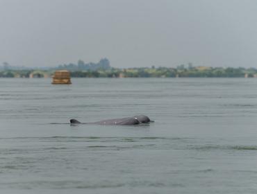 Irrawaddy dolphin, Kratie