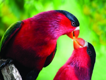 Birds, Papua New Guinea