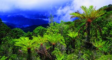 Fern Forest, Mount Wilhelm