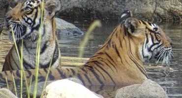 Tigers, Ranthambore National Park