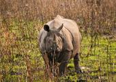 Tracking Rhino in Kaziranga