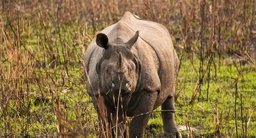 Rhino, Kaziranga National Park