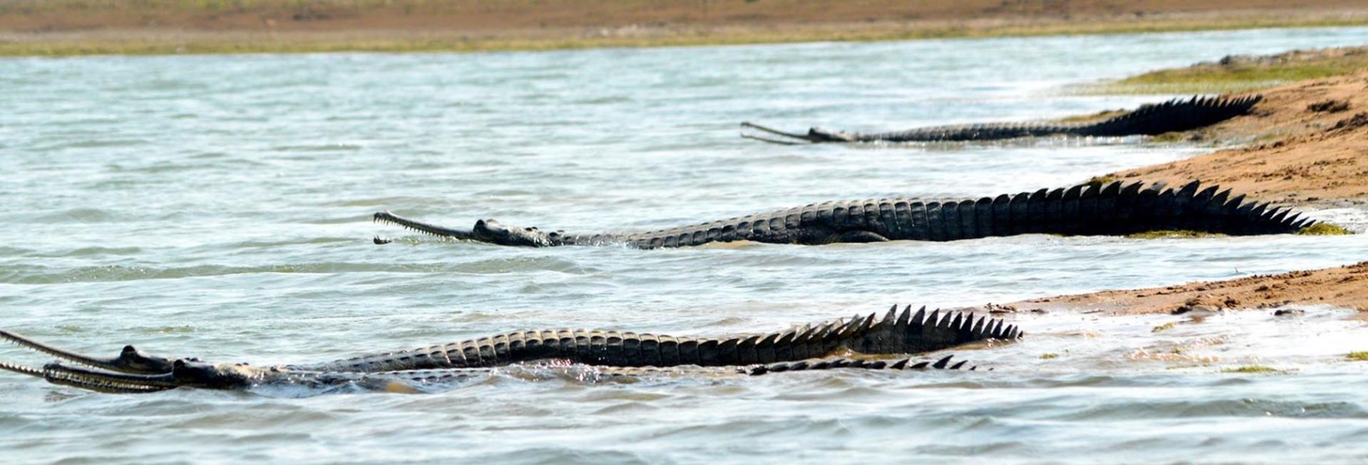 Gharial, Chambal River