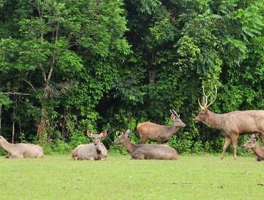 Sambar deer, Khao Yai National Park