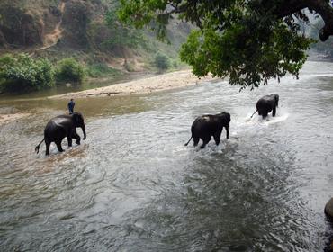 Elephants bathing