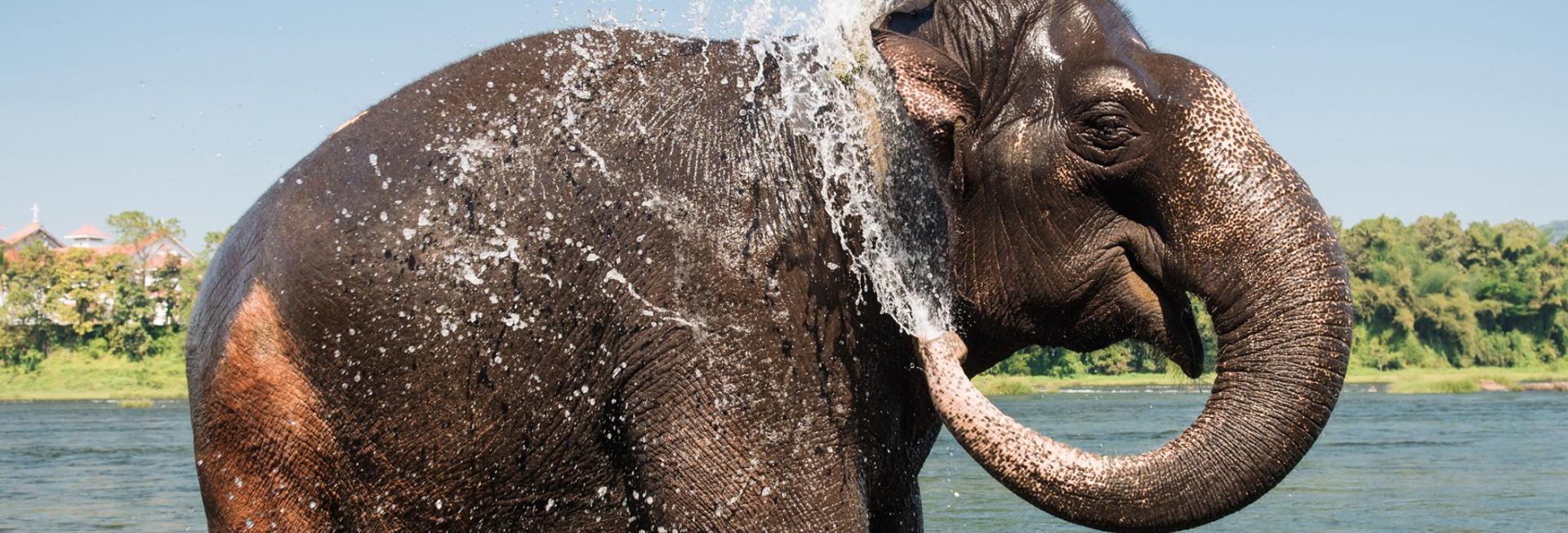 Elephant bathing, Thekkady