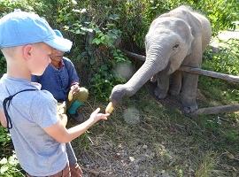 mandala lao elephant sanctuary