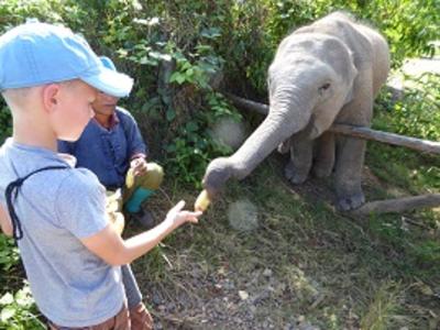 mandala lao elephant sanctuary