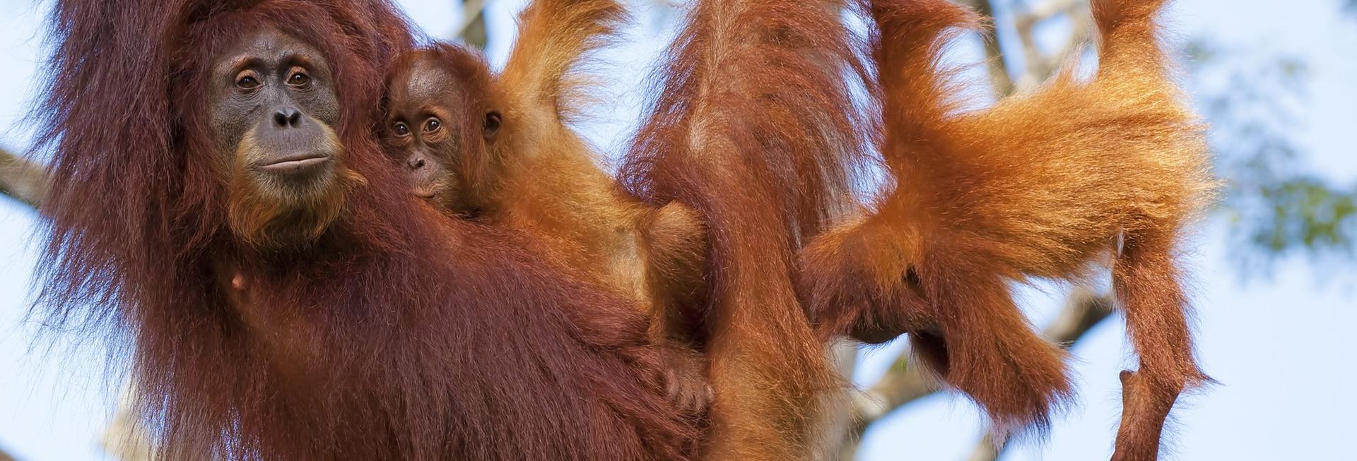 Orangutans, Semonggoh Orangutan Centre