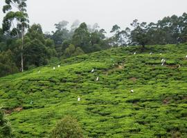 Tea Plantation, Matale