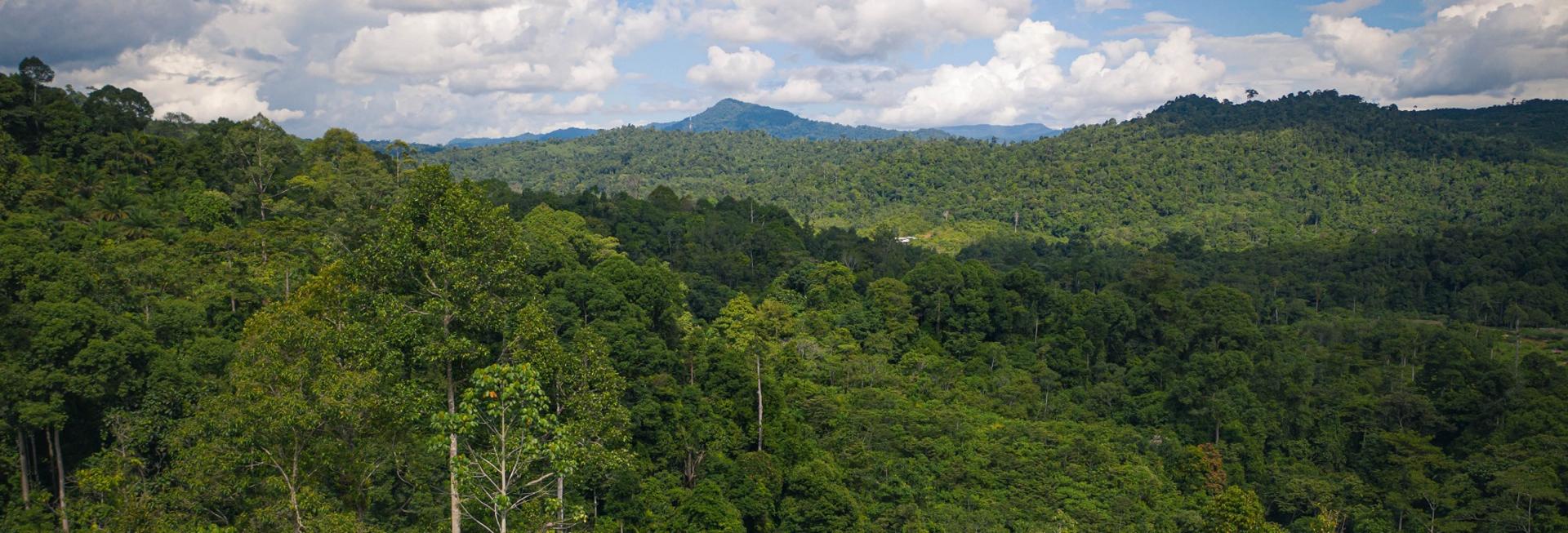 Deramakot Forest Reserve, Sabah