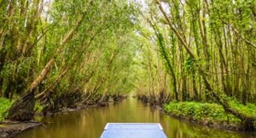 Tra Su Mangrove Forest, Chau Doc