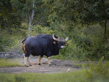Gaur Indian Bison, Wayanad Wildlife Sanctuary 