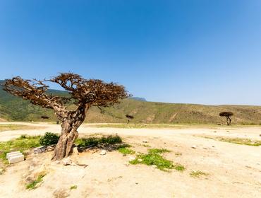 Frankincense tree in the highlands of Salalah